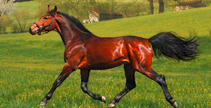 Goldakupunktur bei Pferden